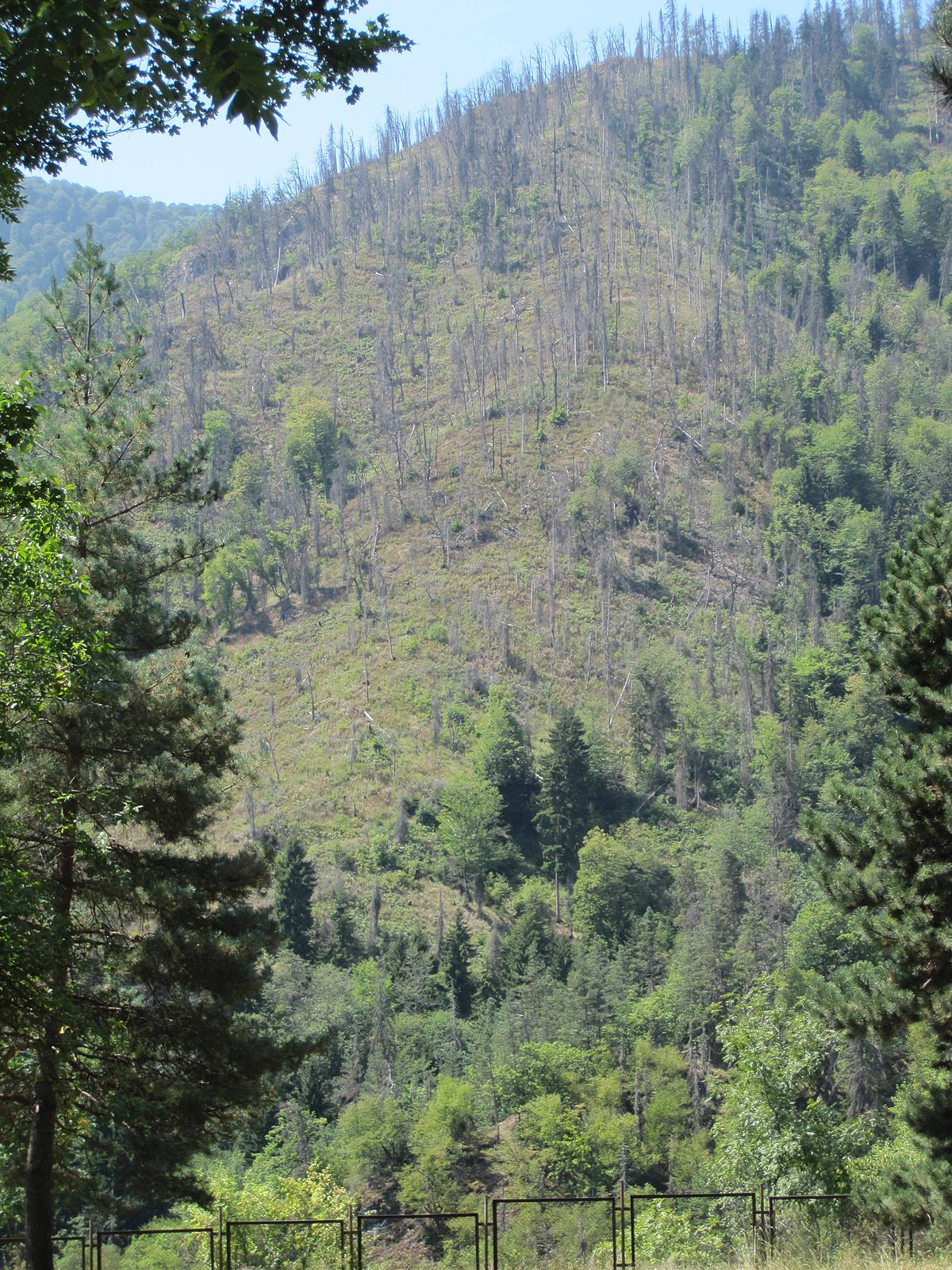 Харагаули Нуниси