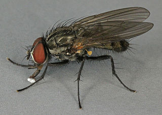 <i>Botanophila fugax</i> Species of fly