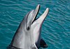 Bottlenose Dolphin.jpg