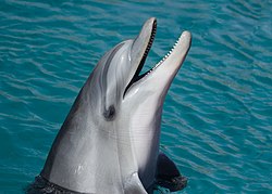 Bottlenose Dolphin.jpg