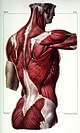 Lithographie aus Bourgerys anatomischen Atlas