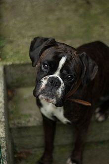 Caractere du boxer