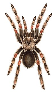 <i>Brachypelma smithi</i> Species of spider