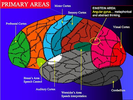 Neuroplasticitet