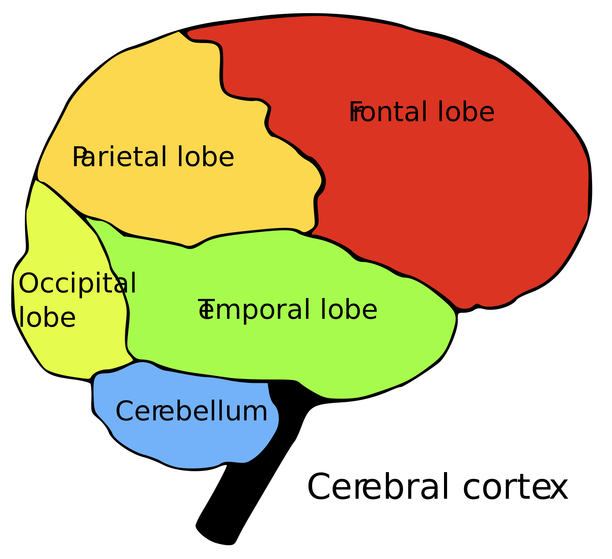 List of regions in the human brain - Wikipedia