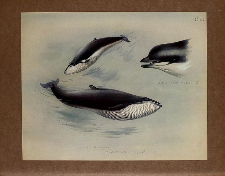 File:British mammals (Pl. 44) (21892339535).jpg