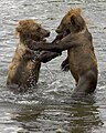 Deux oursons bruns jouant debout dans l'eau.