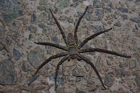 Brown Huntsman Spider (Heteropoda venatoria) (6747996233).jpg