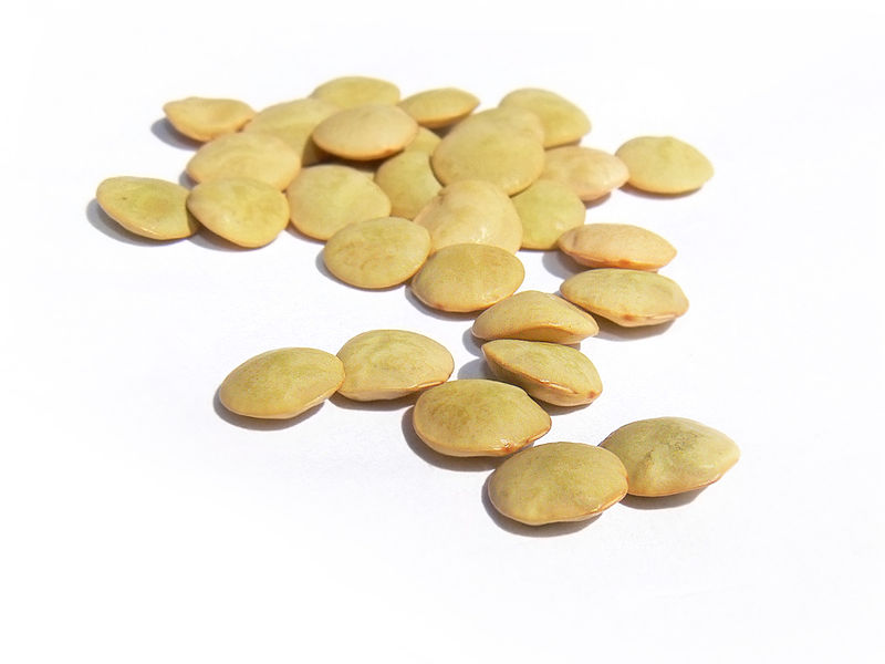 File:Brown lentil444.jpg