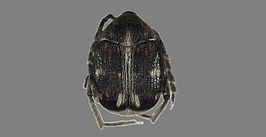 Bruchidius quinqueguttatus