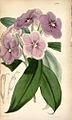 Brunfelsia pauciflora Curtis 4790.jpg