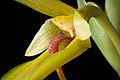 Bulbophyllum amplebracteatum