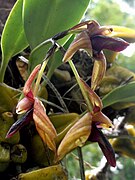 Bulbophyllum fuscopurpureum
