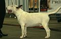 Bull Terrier, white