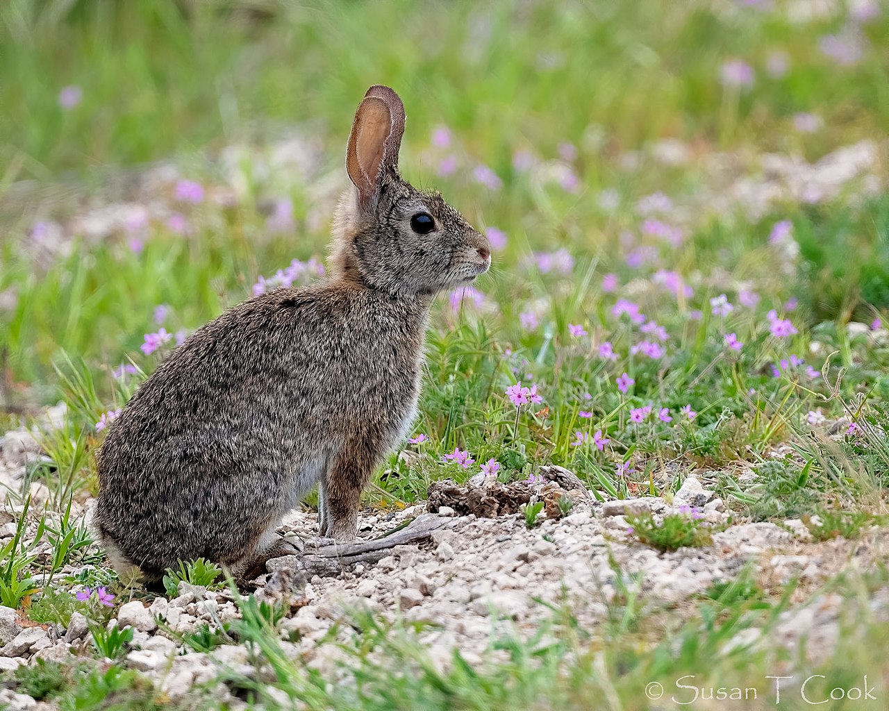 File:Bunny ears (5767988014).jpg - Wikimedia Commons