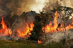 Thumbnail for Bush burning in Nigeria