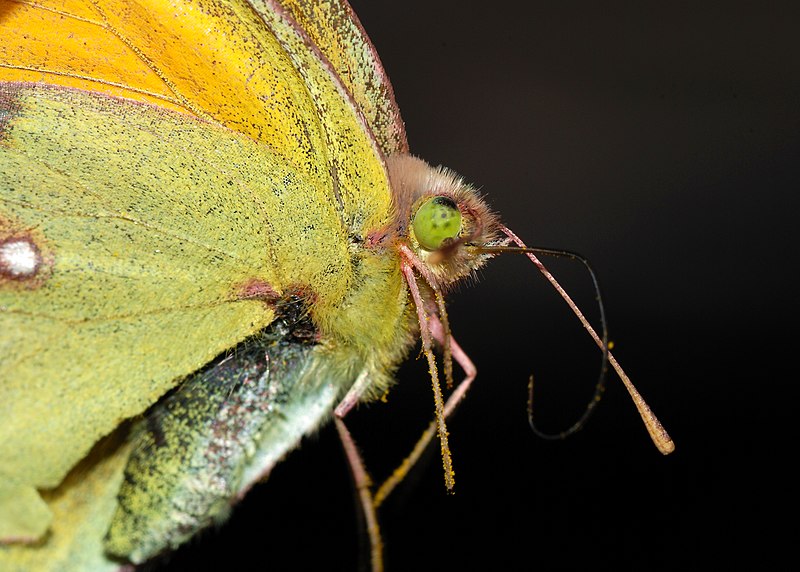 File:Butterfly November 2007-3.jpg