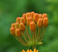 Butterfly Weed Asclepias tuberosa Buds.jpg