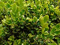 Buxus sempervirens Buxo común