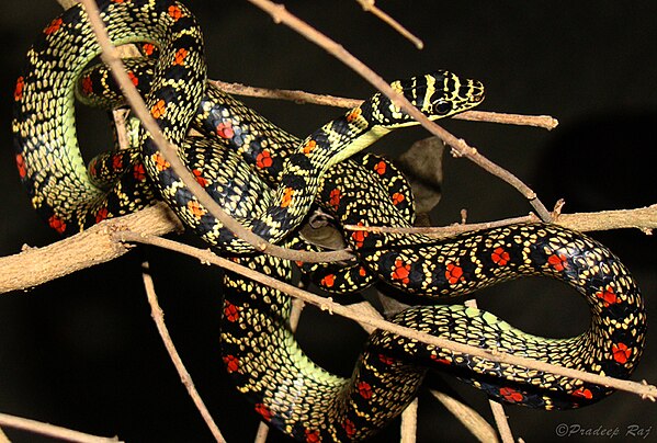 Украшает змей. Chrysopelea Ornata. Обыкновенная украшенная змея. Украшенные древесные змеи. Райская летающая змея.