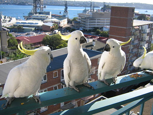 Kakadus auf einem Balkon in Sydney. Cacatua galerita -balcony -Sydney -Australia-8