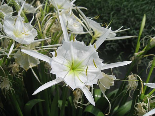 Cahaba Lily