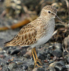 un oiseau - ajonc- 23 mars trouvé par Jovany 290px-Calidris_minutilla