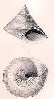 <i>Calliostoma chuni</i> Species of gastropod