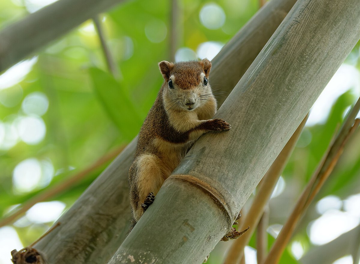 File:Callosciurus finlaysonii 244771411.jpg - Wikipedia