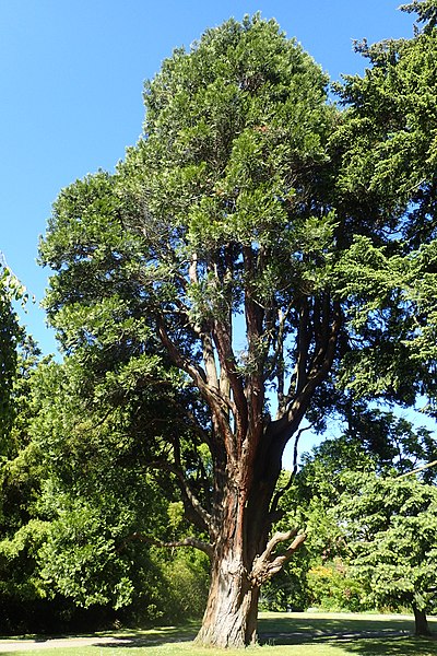 File:Calocedrus decurrens kz01.jpg