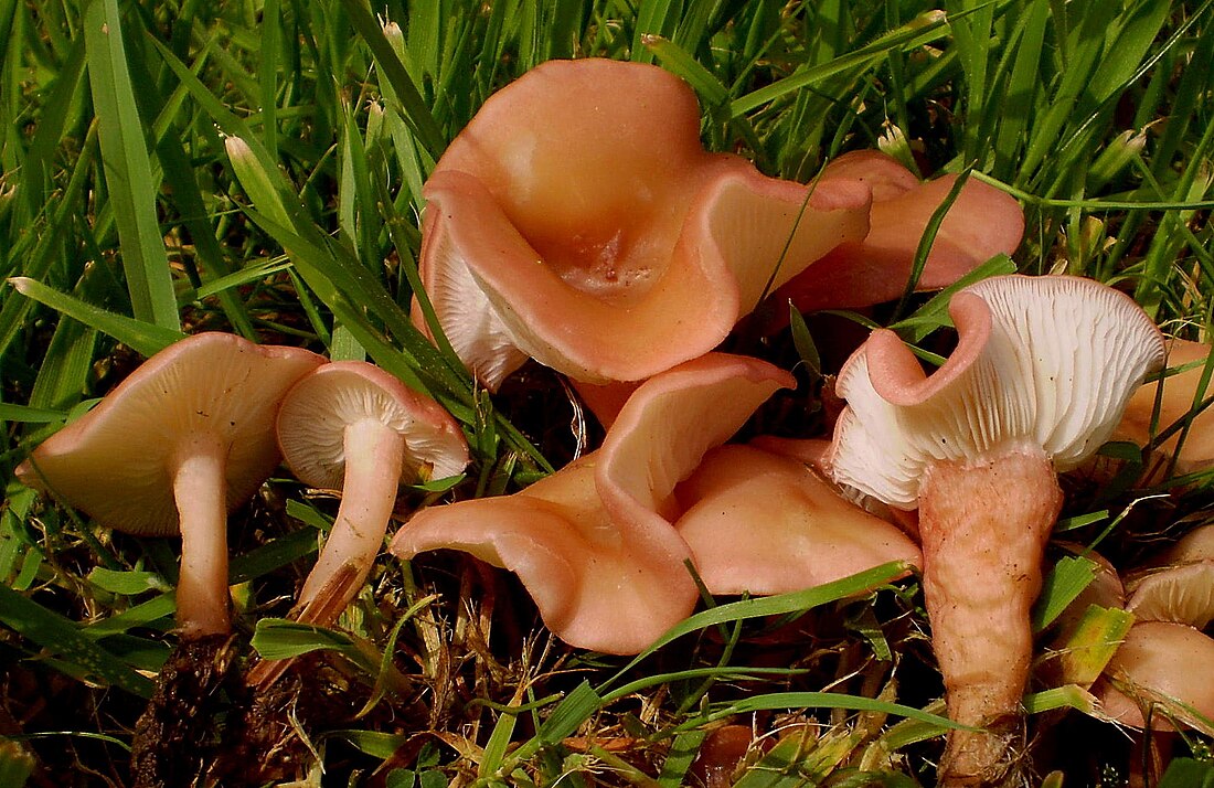 Calocybe carnea