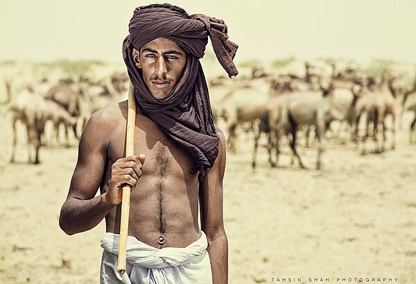 Camels are bred by Cholistani people which they sell for business, transportation, sacrifice and meat.jpg