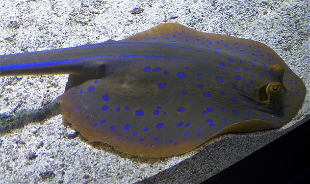 Blue camouflage on a ray