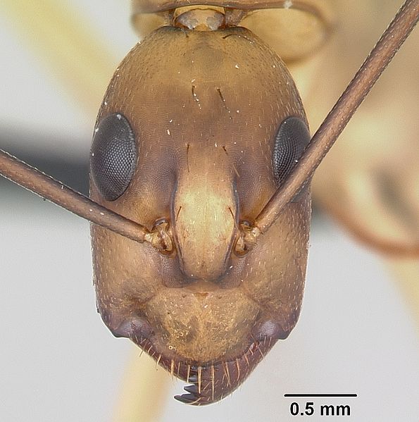 File:Camponotus maculatus casent0055750 head 1.jpg