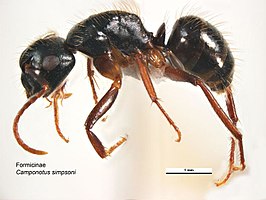 Camponotus simpsoni