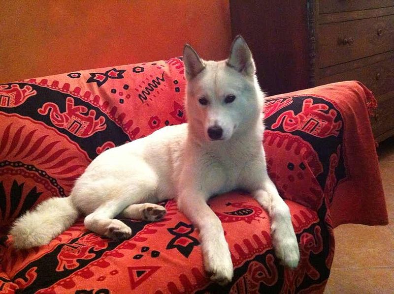 File:Cani Siberian husky - Nuvola.JPG