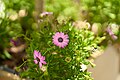 Cape Marguerite (Dimorphotheca ecklonis).