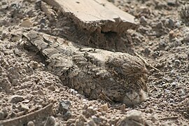 L'engoulevent du désert niche dans le sable ; sa seule protection contre les prédateurs est la couleur de son plumage