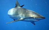 A living Carcharhinus falciformis, or silky shark Carcharhinus falciformis off Cuba.jpg