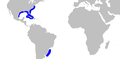 Finetooth shark geographic range