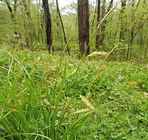 Описание изображения Carex cherokeensis.jpg.