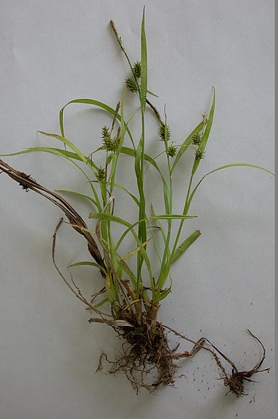 File:Carex japonica higokusa04.jpg