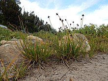 Carex lachenalii - twotipped alang - Flickr - Matt Lavin (4).jpg