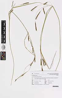 <i>Carex longebrachiata</i> Species of grass-like plant