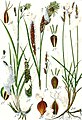 Carex atrata 2. Carex atrata subsp. aterrima plate 105/41