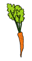 Carrot