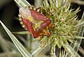 Deutsch: Baumwanze (Carpocoris spec.) English: Carpocoris spec.