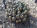 Rebutia pygmaea