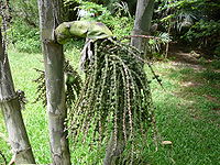 200px-Caryota_urens_0005.jpg