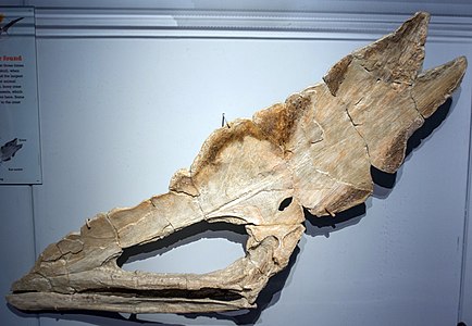 Còpia del crani holotip de T. sethi, Museu d'Història Natural de Cleveland